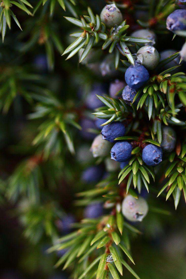 Farmers' Market Berry Bonanza Blend