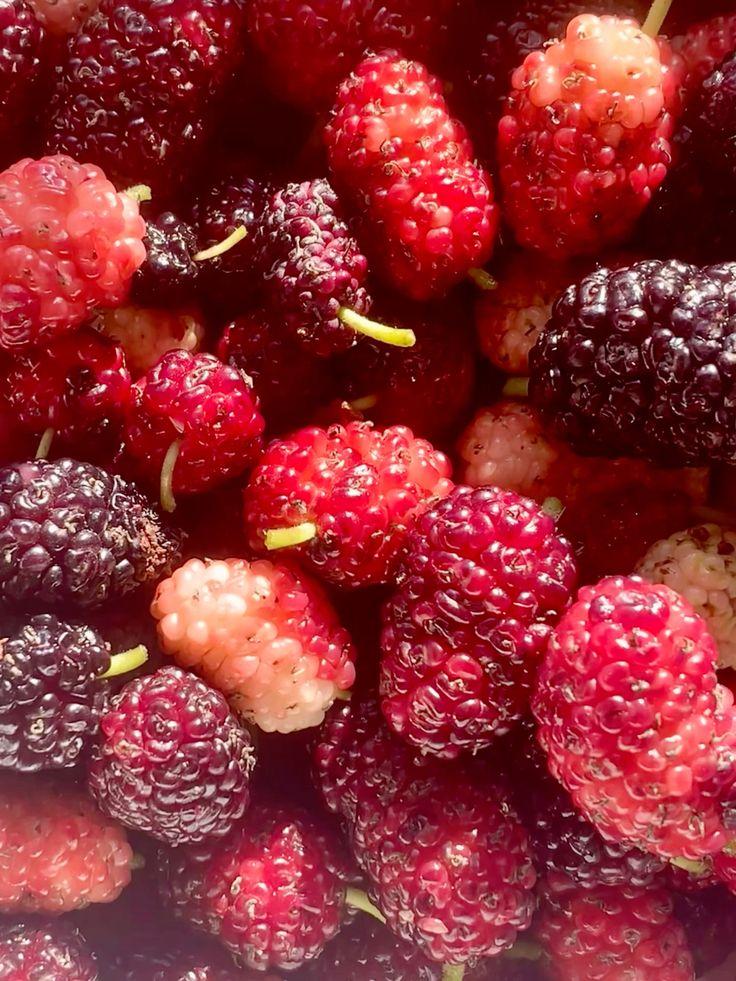 Rustic Harvest: Berry Patch Assortment
