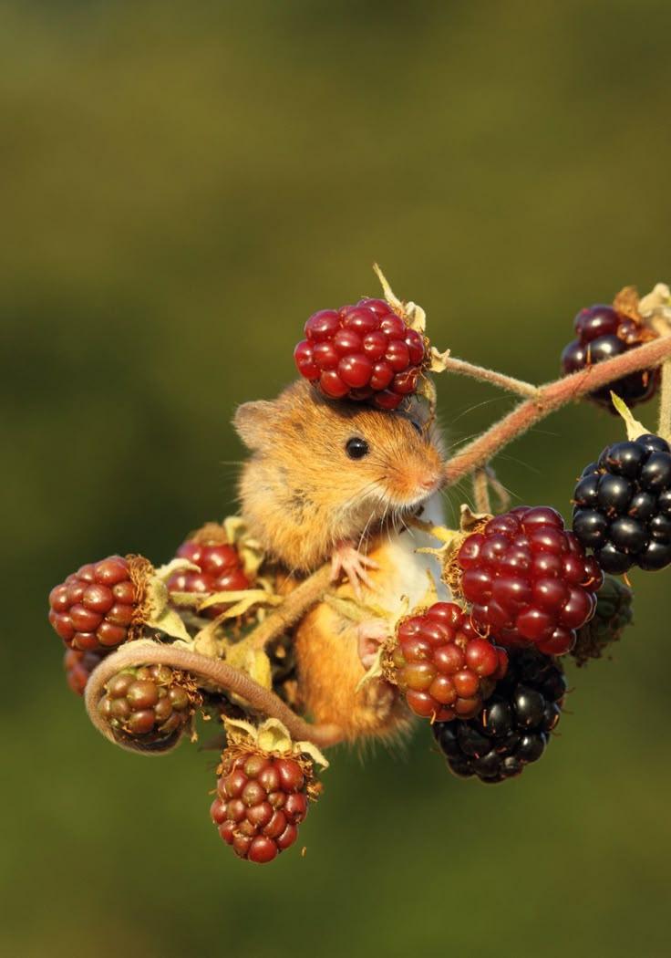 Orchard Freshness: Berried Treasure Trove